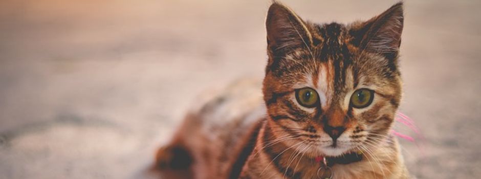 Katzenbilder-Galerie: Augsburg, das sind deine Samtpfoten