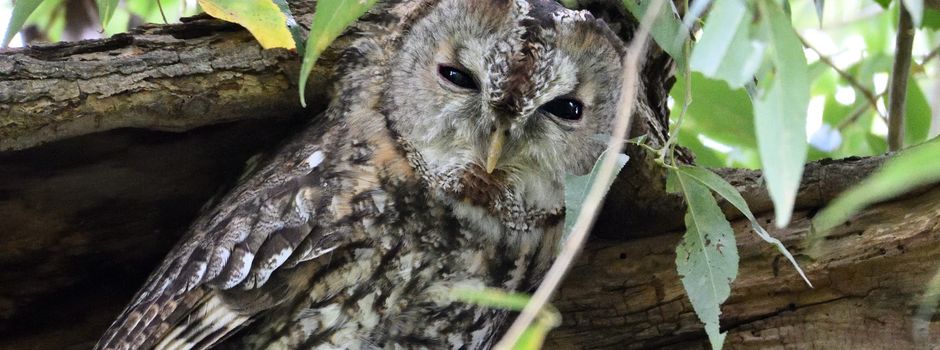 In einer Herbstnacht den heulenden Reviergesang des Waldkauzes hören