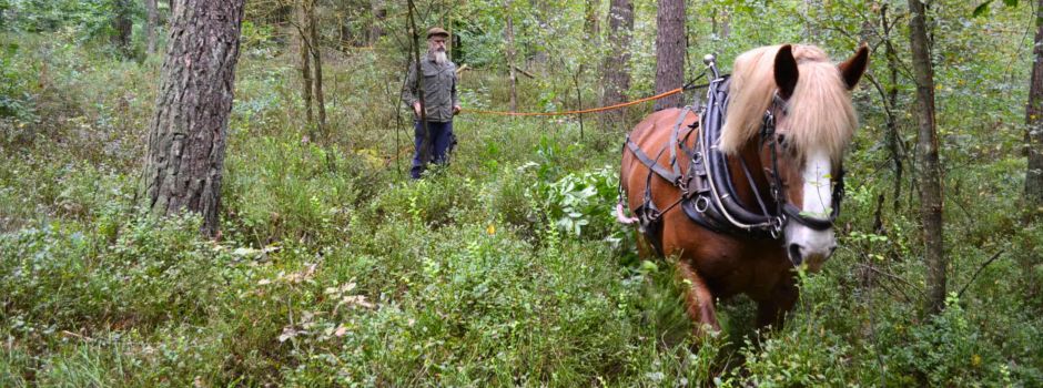 „Dukat“ und „Stella“ helfen im Wald: Bodenschonende Rodung mit zwei PS