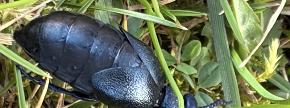 Ölkäfer gesichtet!