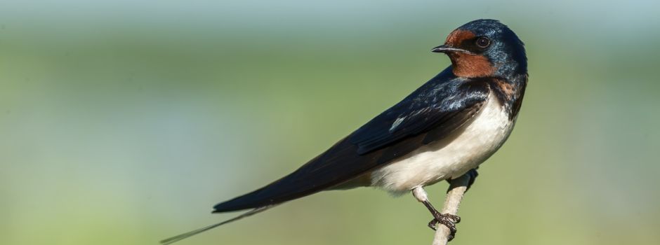Schwalbennest an der Hauswand: Entfernen verboten
