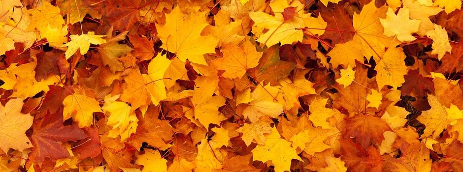 Laubsammelaktion in der Samtgemeinde Ilmenau am 30.10. und 27.11.2026