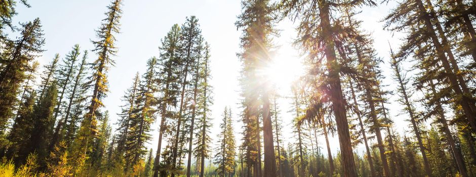 Sommer feiert ein Comeback: Hitze begünstigt Waldbrandgefahr