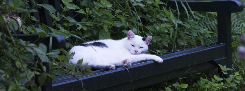 Tierheime am Limit: Tierschutz zahlt für Kastrationen in Koblenz