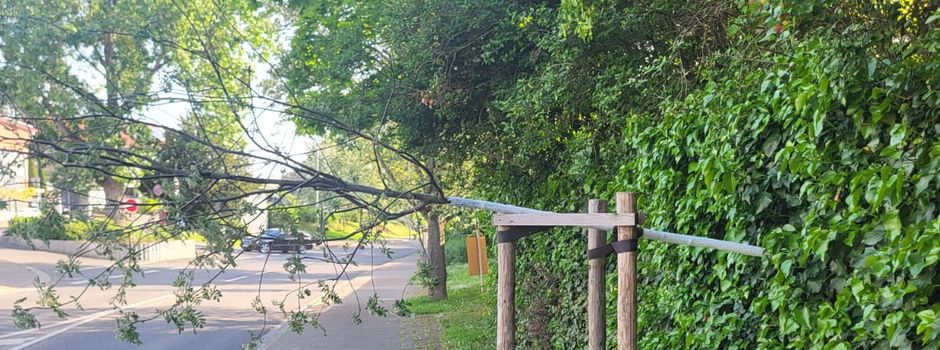 Baum-Vandalen in Nierstein: Stadt setzt Belohnung aus