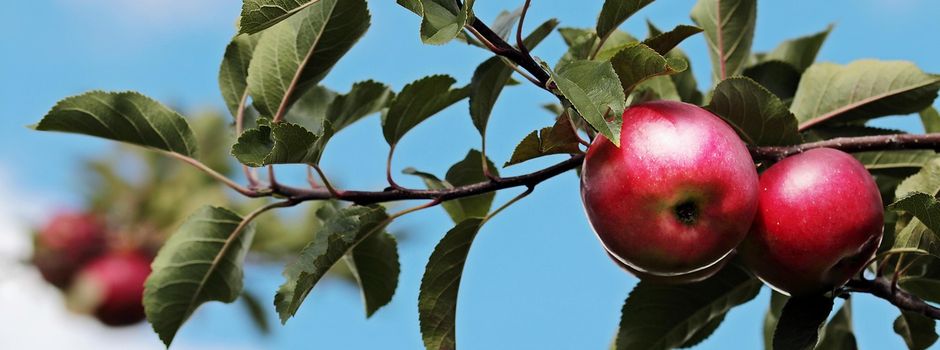 Apfelannahme Oberraden öffnet am 27. September