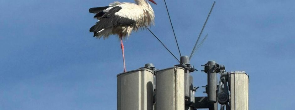 Storch legt Zwischenstopp auf Mobilfunkmast in der Gildestraße ein