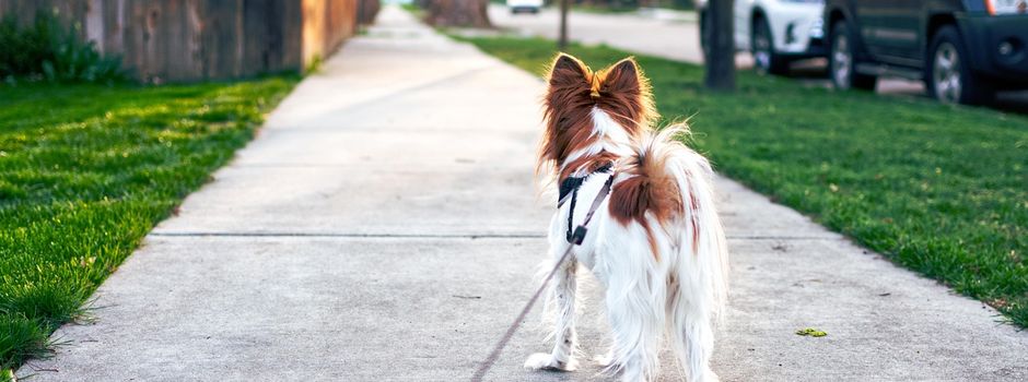 Anliegen zur Straßenentwässerung und Aufforderungen an die Hundebesitzer