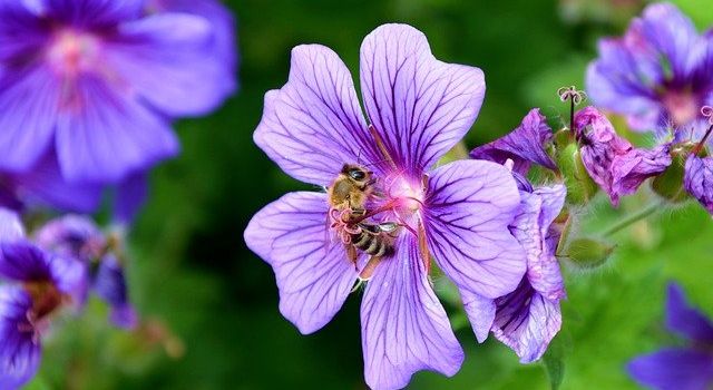Support Your Local Bees: Mit den richtigen Blumen auf dem Balkon