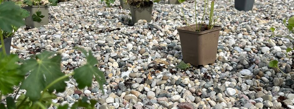 🌿🌸 Aktion „Mehr Grün im Dorf“ – Erfolgreiche Pflanzaktion in der Albisheimer Straße 🌸🌿