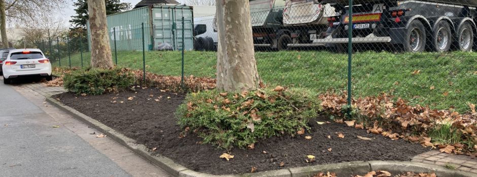 Gesunde Bäume für ein besseres Stadtklima