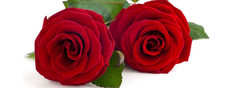 „Eine rote Rose zum Muttertag“