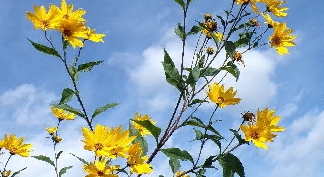 🌼 Ein ansehnlicher Fremdling