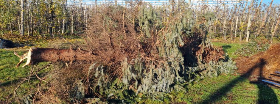 Ärger um zerstörten Weihnachtsbaum in Mainz-Drais: Verantwortlicher stellt sich