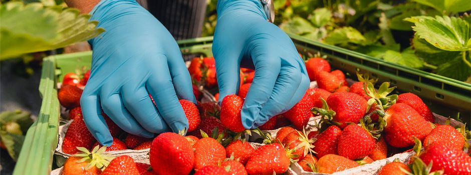 Werden Erntehelfer in Mainz und der Region zu schlecht bezahlt?