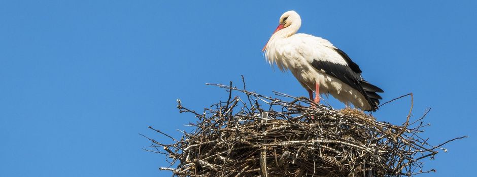 Mit dem Storch kommt der Frühling