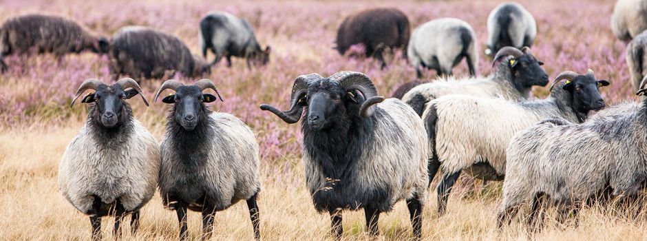 Handwerk und tierischer Nachwuchs