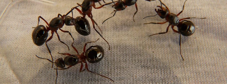 Invasive Ameisen nun auch in Römerberg angekommen