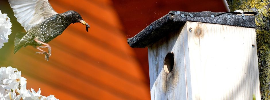 Nisthilfen selbst bauen