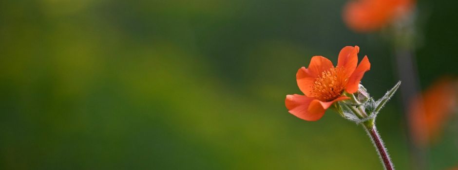 Lingerhahner Seniorennachrichten