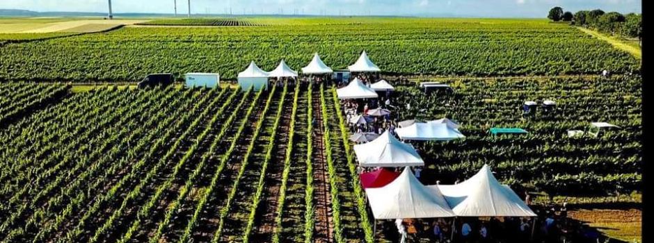 Weinfest in Worms-Leiselheim am Wochenende