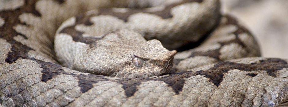 Rhens: Mann wird von eigener Giftschlange gebissen und schwer verletzt
