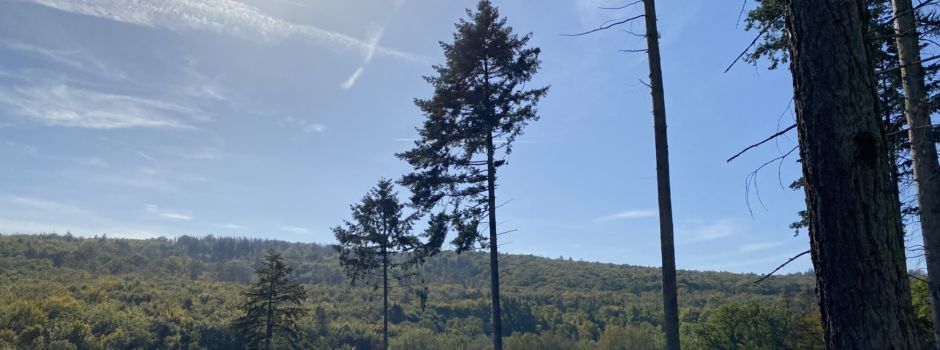 Wie sieht der Niedernhausener Wald der Zukunft aus?