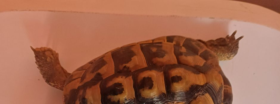 Entlaufene Schildkröte in Schwanbeck gefunden