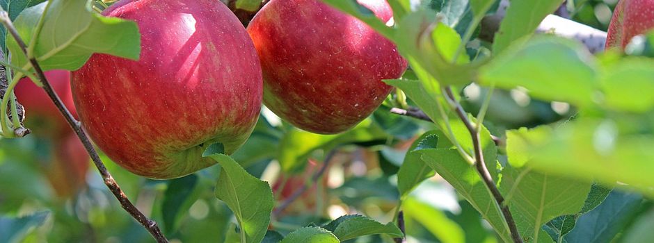 Stadt verschenkt 100 Obstbäume an Bürgerinnen und Bürger