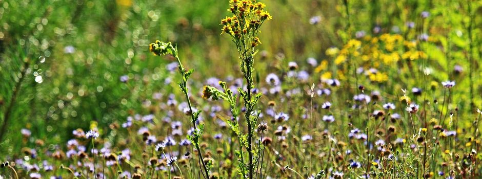 Jakobskreuzkraut: Wie gefährlich ist die giftige Pflanze wirklich?