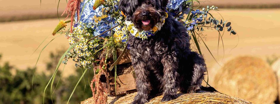 Eintrittspreise für Hunde notwendig