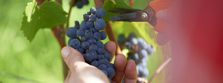 Weinbranche in Rheinland-Pfalz kämpft mit Absatzrückgang