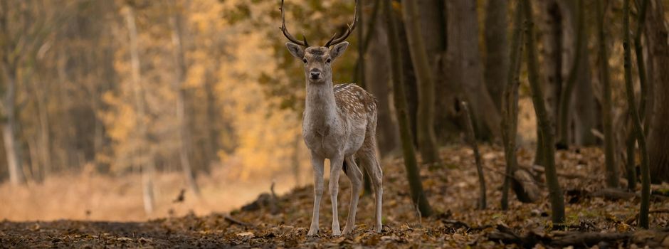Wildunfall – Was tun, wenn es plötzlich kracht?