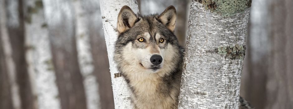 Weidetierhaltung und Wolf: Neue Regeln für Schnellabschüsse vorgestellt