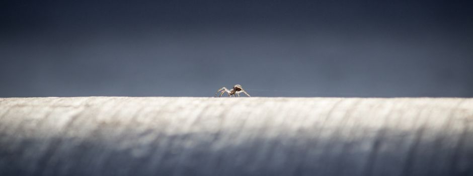 Darum fliegen gerade so viele Mini-Spinnen an Fäden durch Mainz