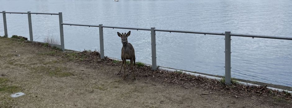 Rehe überqueren Rhein von Wiesbaden nach Mainz