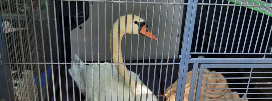 Schwan auf Gleisen in Bingen gerettet