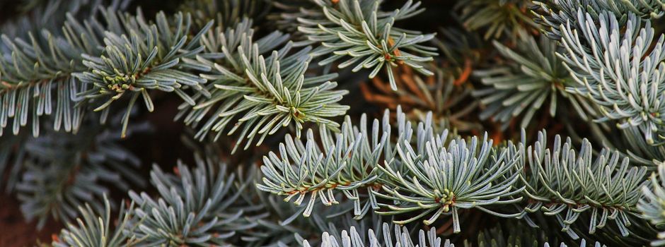 Schmuckreisig - 18.11. - Alte Feuerwache