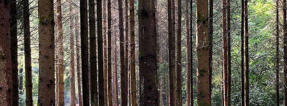 Online-Infoveranstaltung zum Thema "Ihr Wald fit für die Zukunft" am 23.11.2026