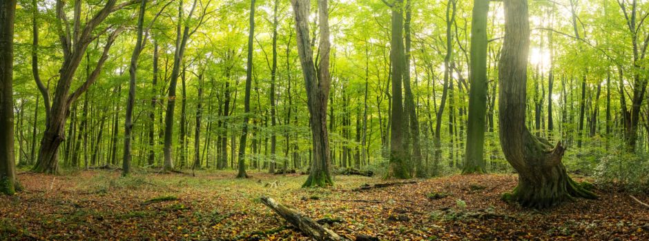 Tag zum Thema „Waldbaden“