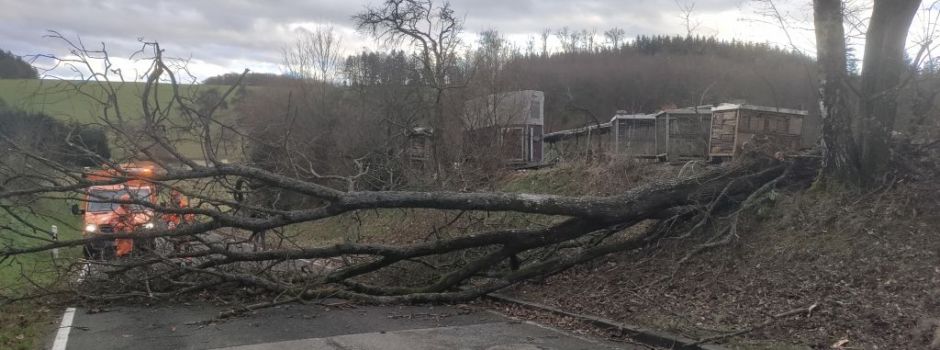 Baum durch Sturm umgestürzt