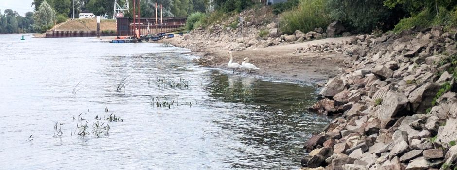 Bildergalerie: Niedrigwasser im Rhein bei Mainz