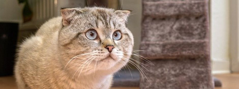 Qualzuchten auf dem Haustiermarkt: Augsburger Veterinäramt warnt