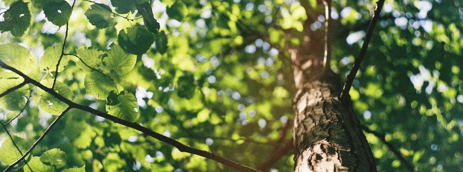 So setzen sich Schüler für ein grüneres Augsburg ein