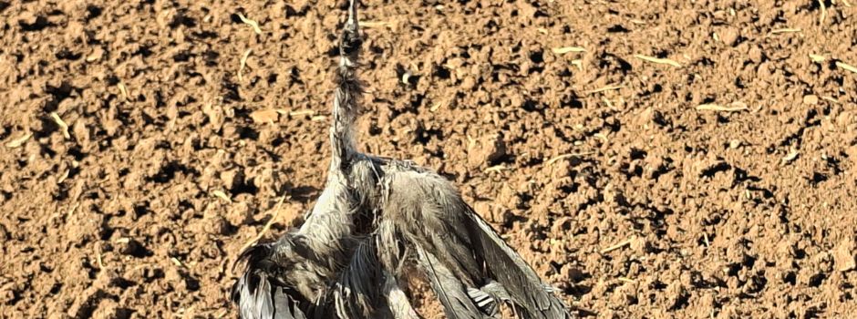 Tote Krähen auf Feld in Worms aufgehängt