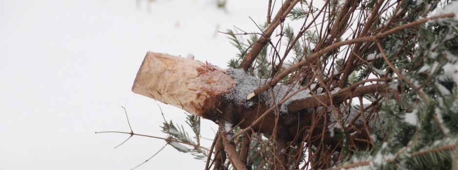 Wann die Weihnachtsbäume in Mainz eingesammelt werden