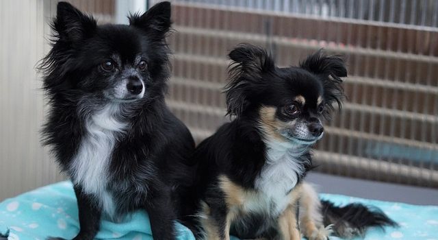 Vierbeiner gegen Corona-Frust: Die Schattenseiten des Hunde-Booms