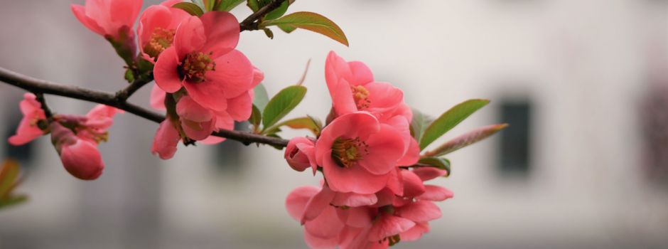 Frühlingserwachen – wenn Augsburgs Blüten blühen