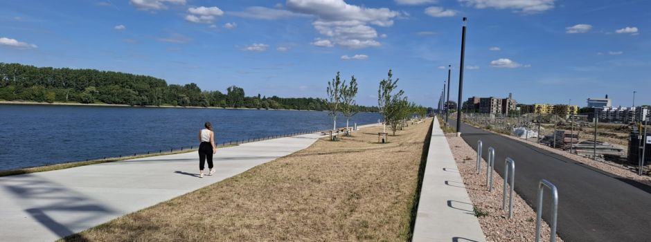 Mainzer Nordmole: Neuer Rasen bereits nach drei Wochen vertrocknet