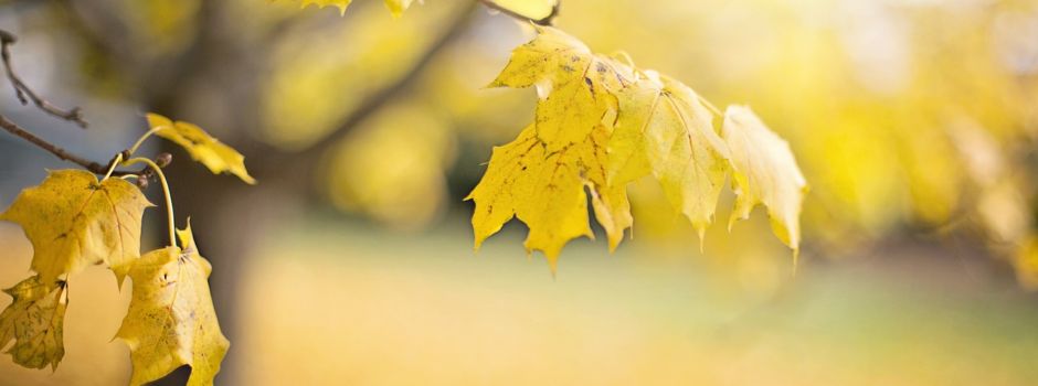 Rückblick | Feste im Oktober